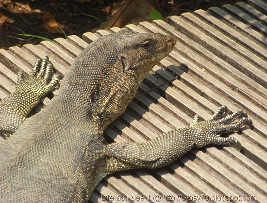 monitor lizard at Sungei Buloh monitor lizard at Sungei Buloh